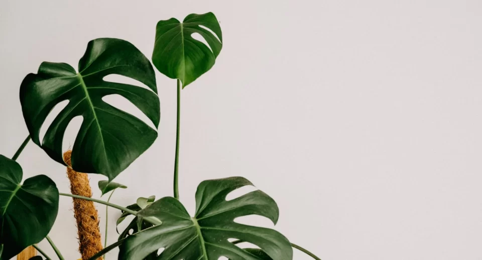 A curation of interests and activities based on the designers life.